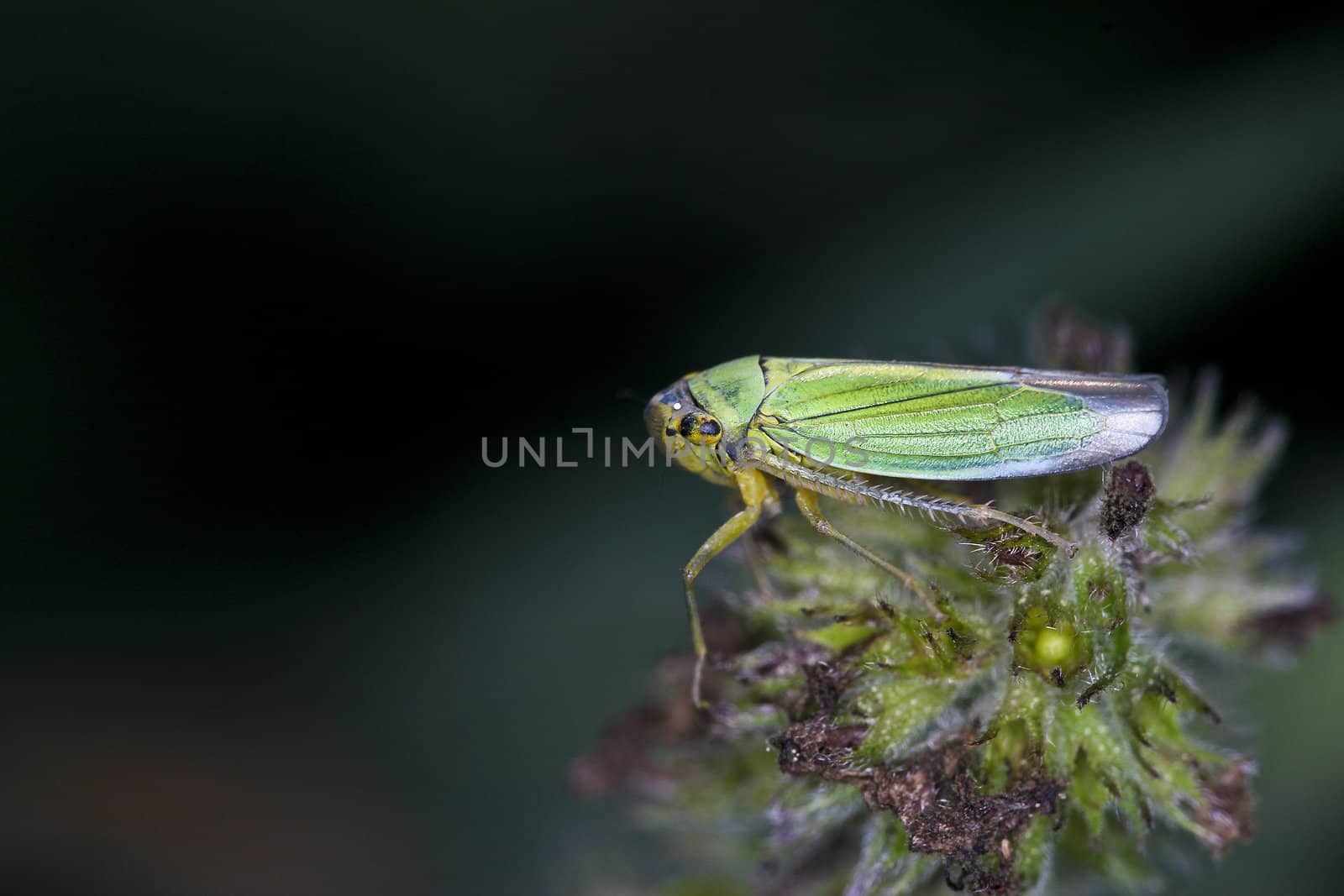 Green insect on flower - extreme macro