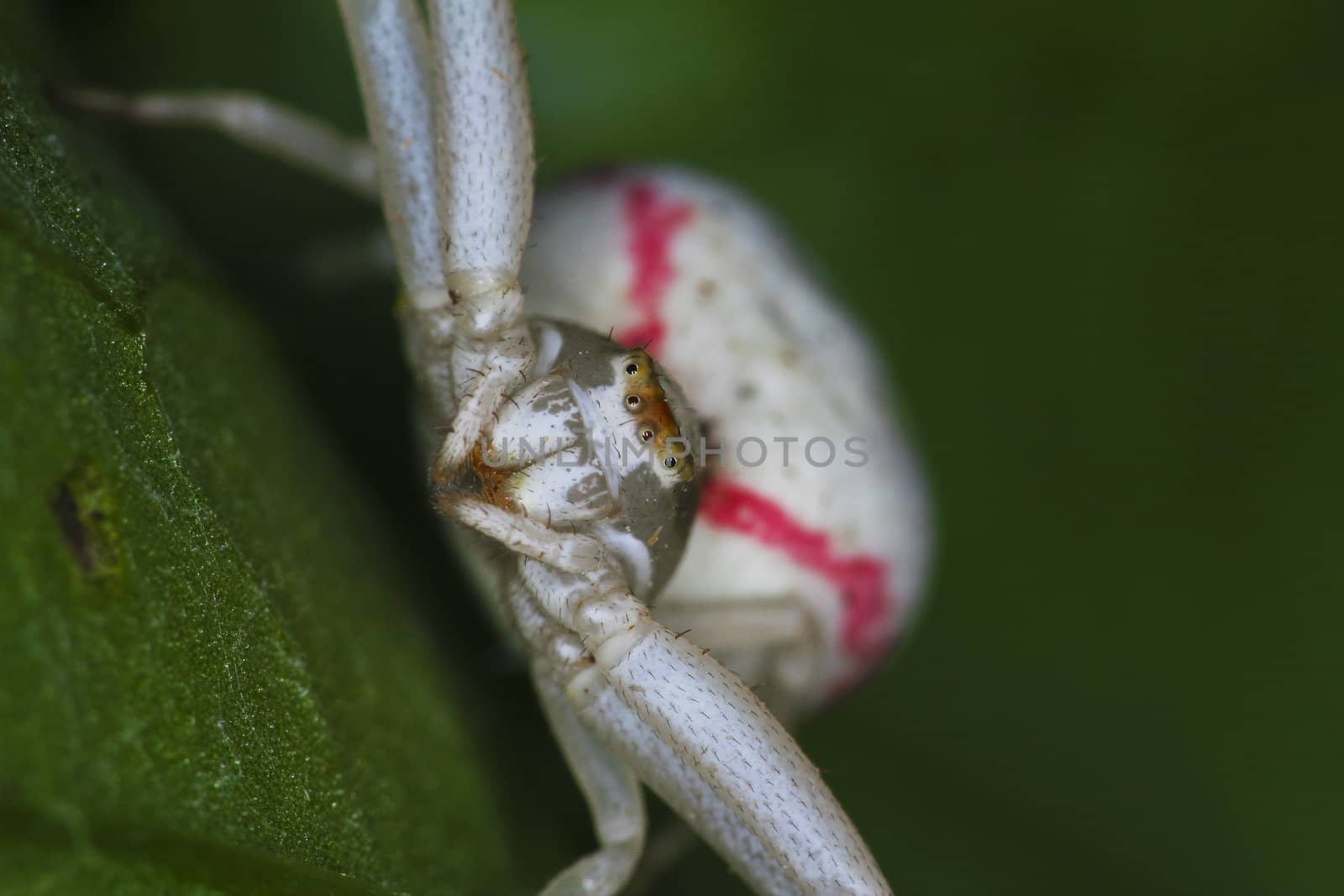Crab spider (Misumena vatia) waiting for prey. Extreme close-up.