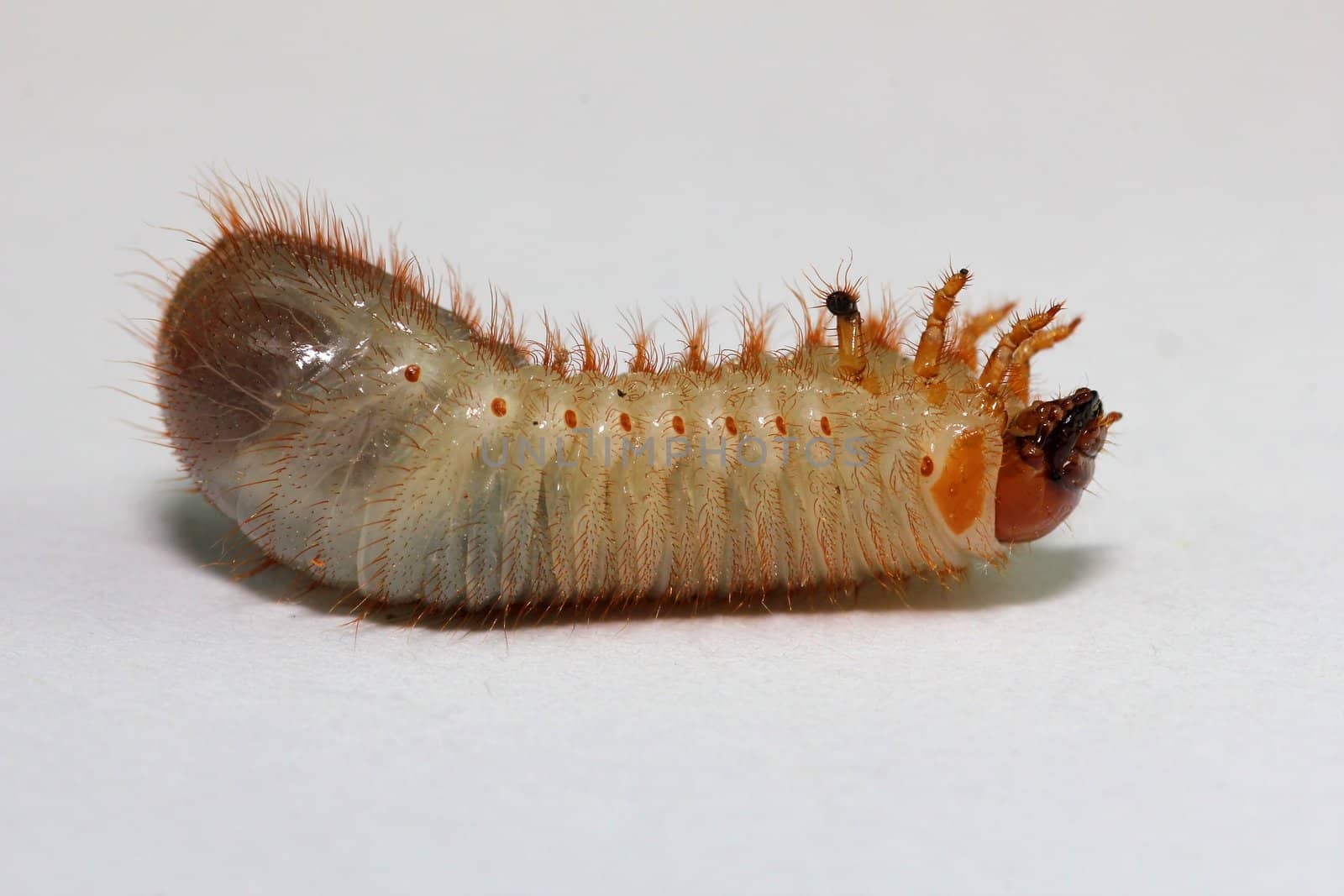 Hermit Beetle Larva (Osmoderma eremita) by chuckyq1