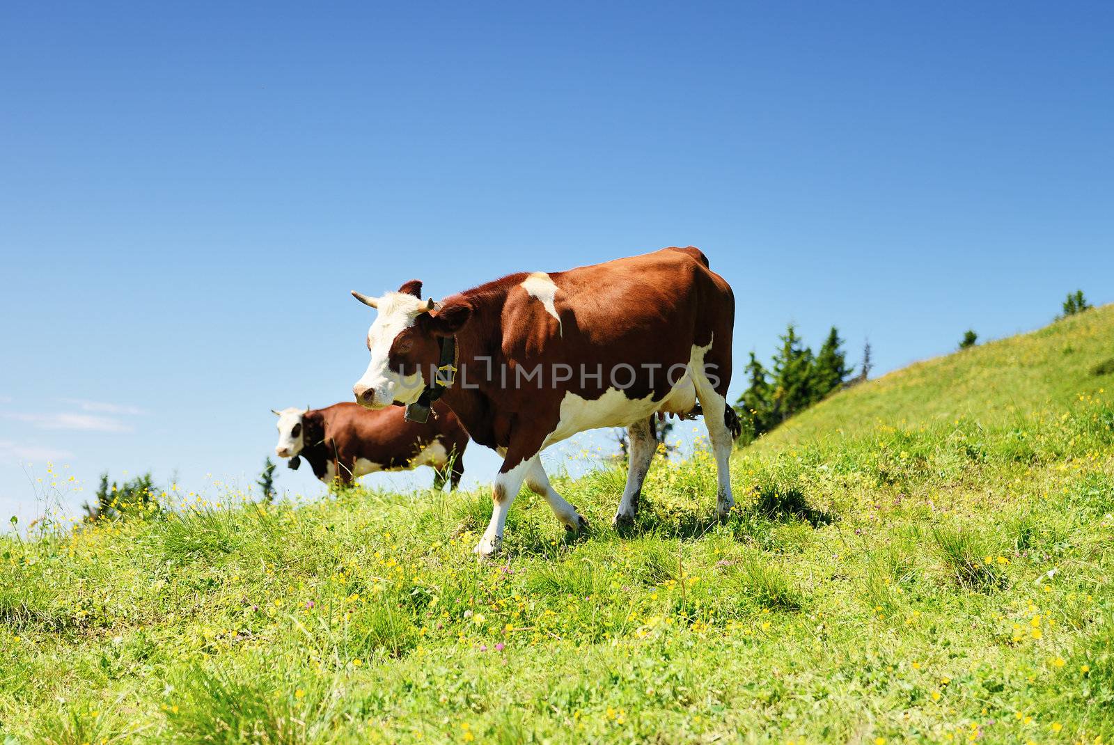 Cows on green grass and blue sky