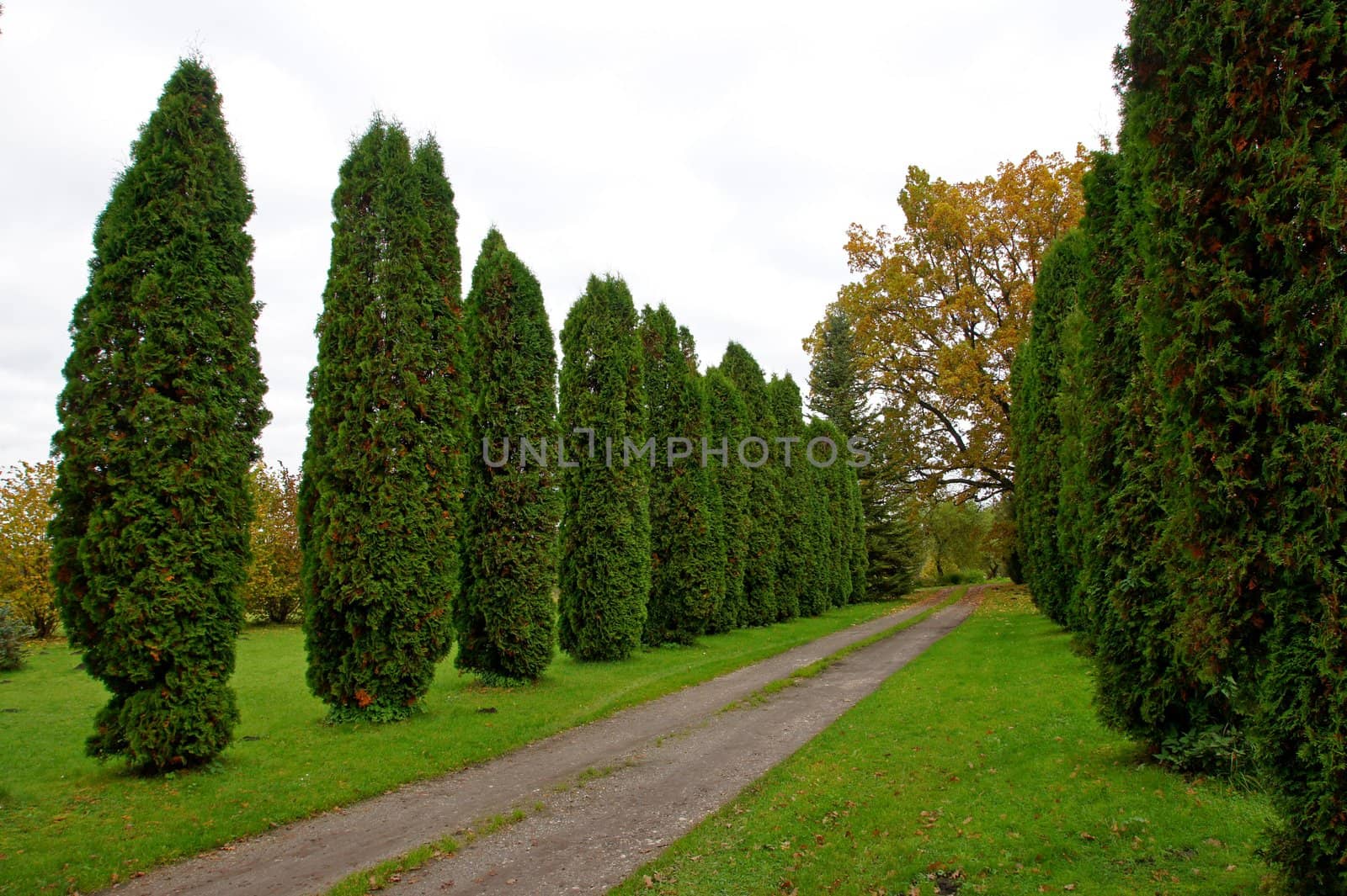 The rural road passes between green trees