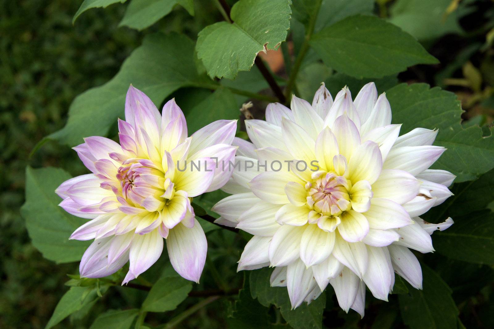 White dahlia by andrei_kolyvanov