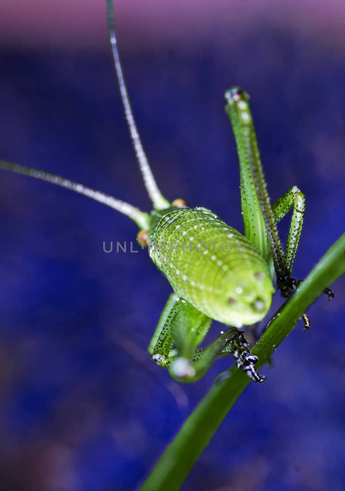 Grasshopper on blue background by chuckyq1