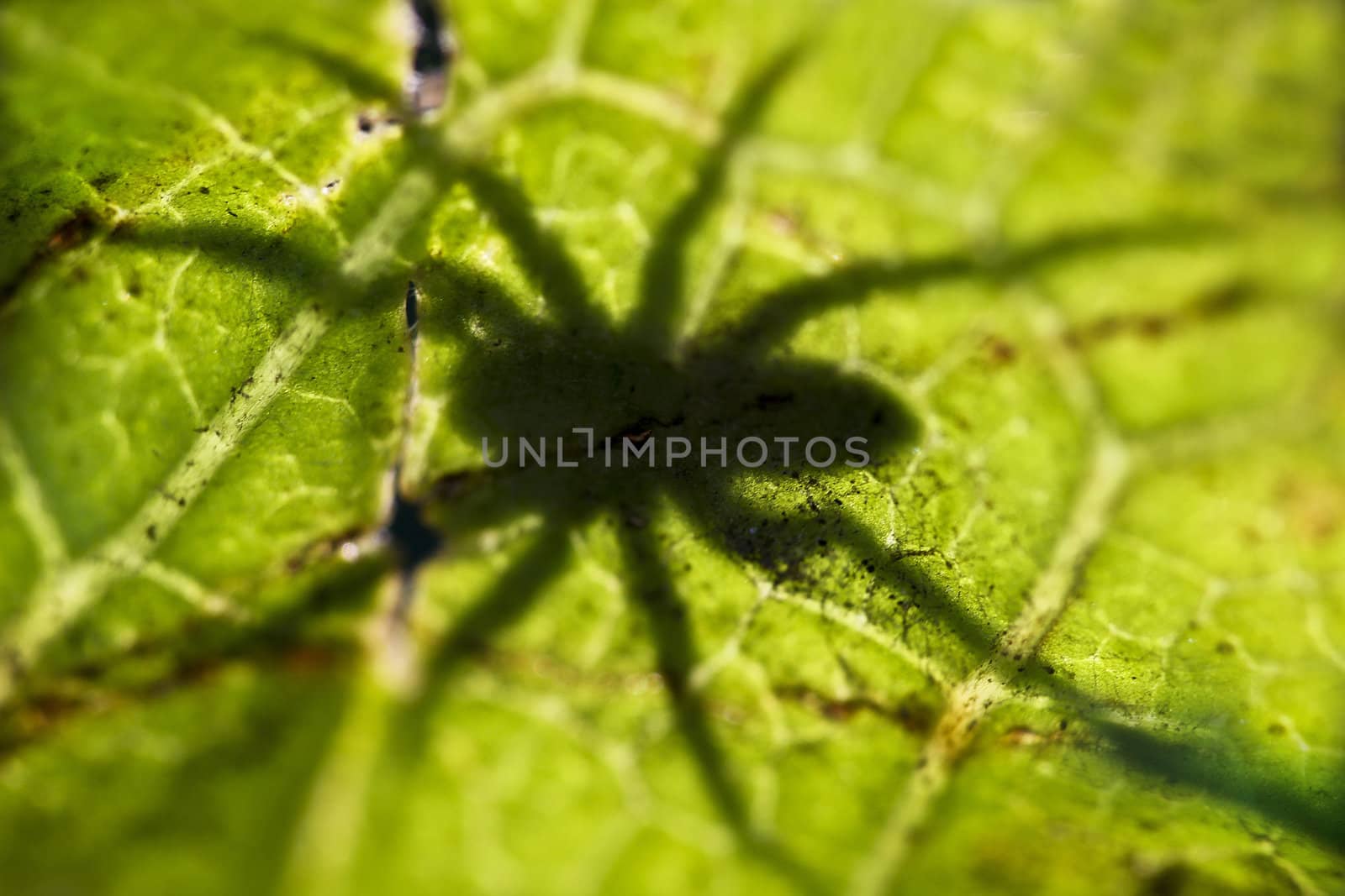 macro photo of green leaf and spider shadow