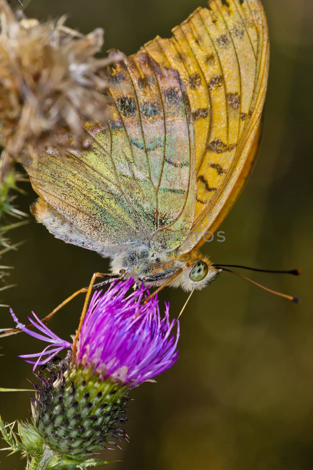Colorful butterfly on wild flower at sunset