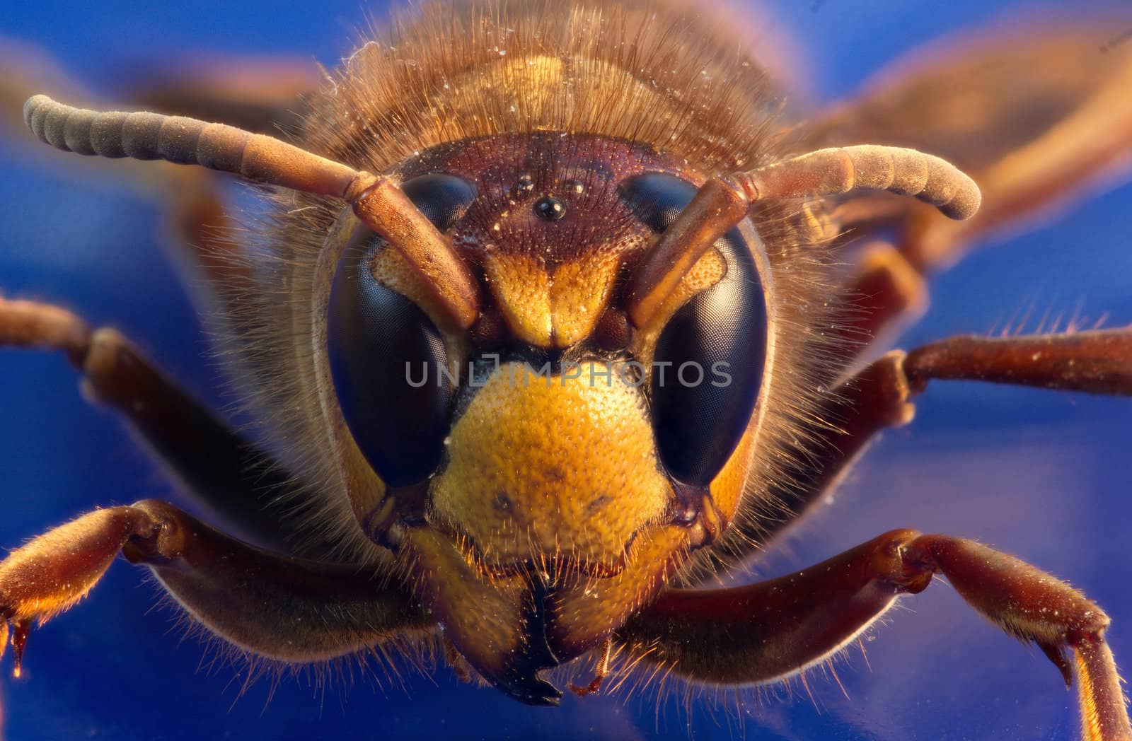 Wasp isolated on blue background by chuckyq1