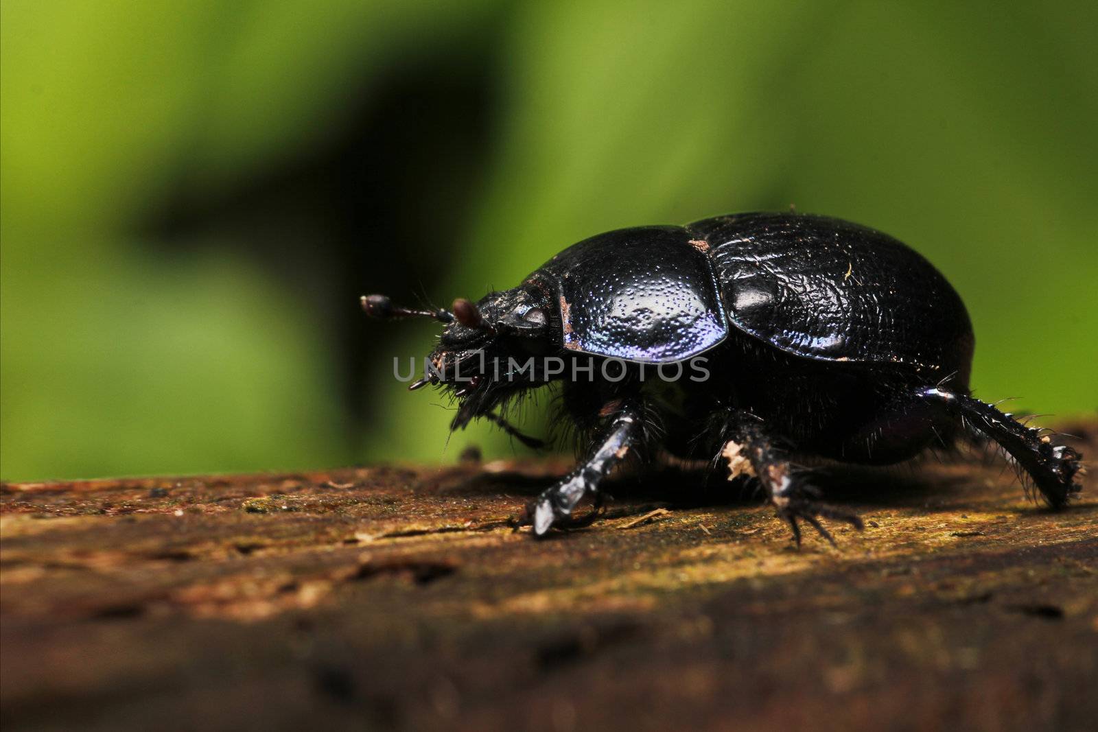 Black Beetle by chuckyq1