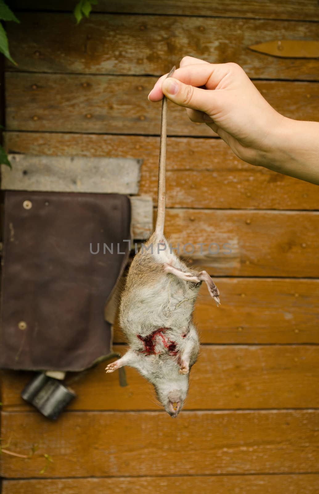 Woman hand hold dead rat on background of rural wooden cellar door.