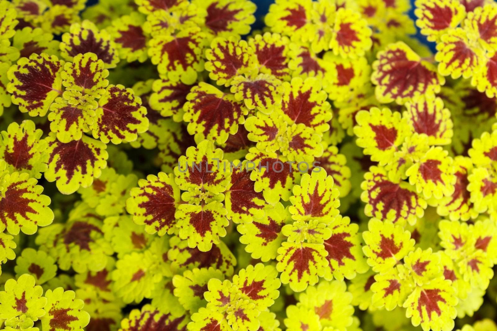 Closeup design of ground covering plants and ornamental flowers