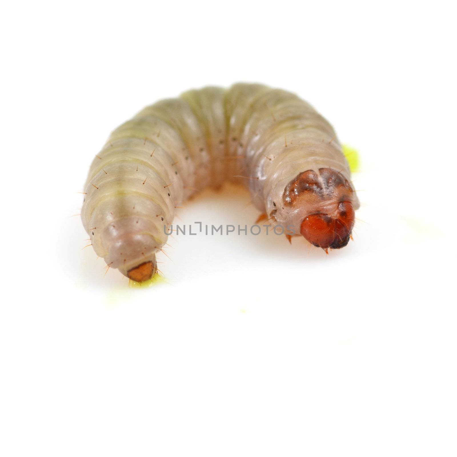 Worm isolated on white