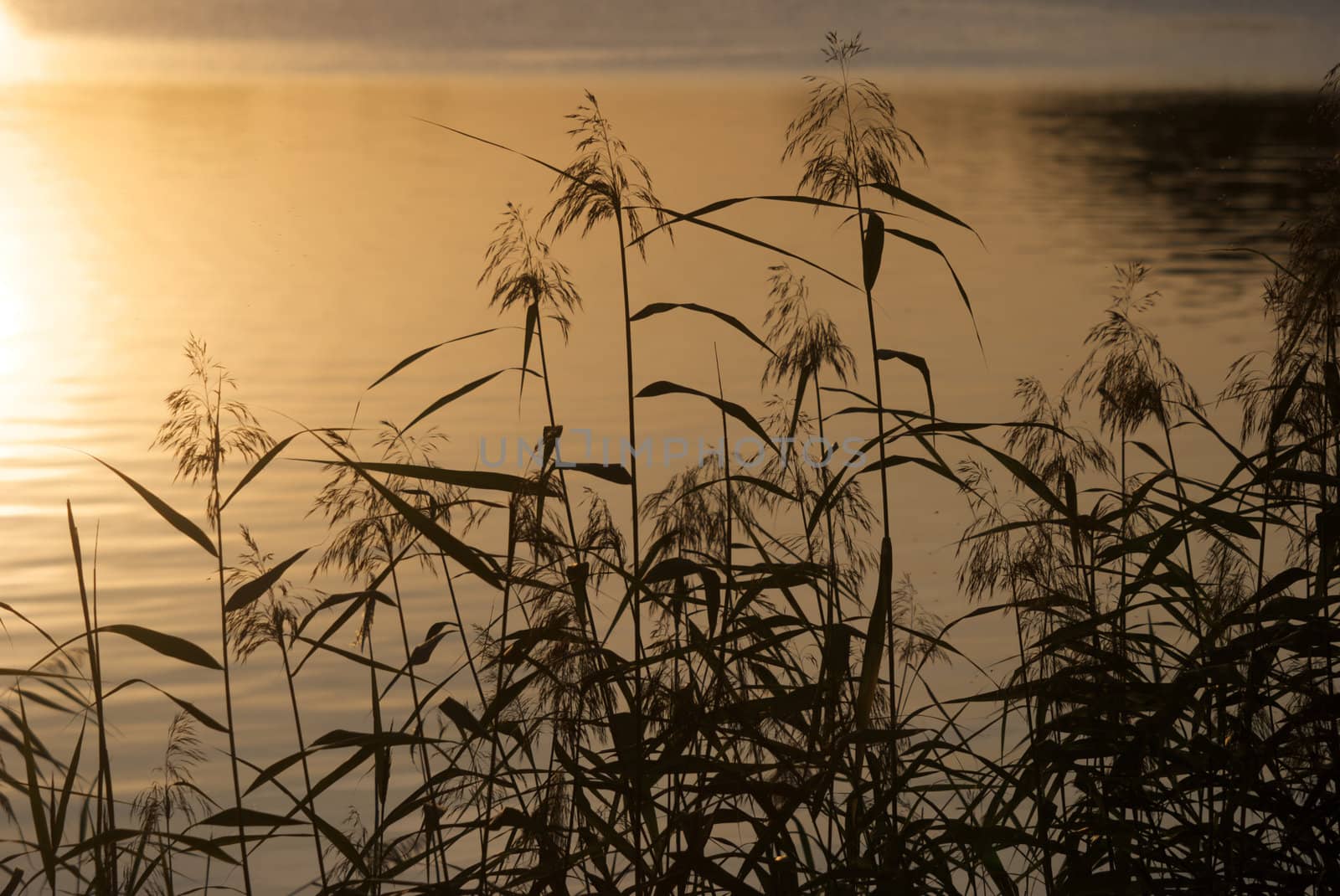 The reeds on a lakesaid.