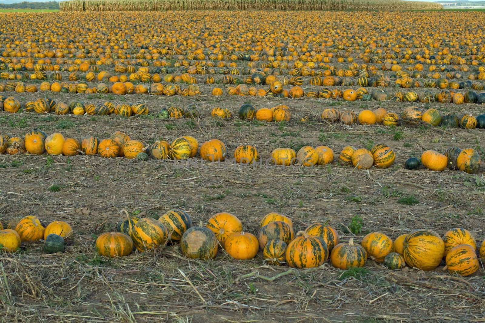 A pumpkin field on a sunny evening in the autumn