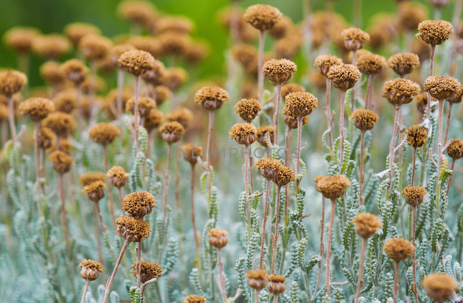 Field with wild dried santolina flowers (santolina chamaecyparissus), shot from a low position. Also called lavender cotton. 