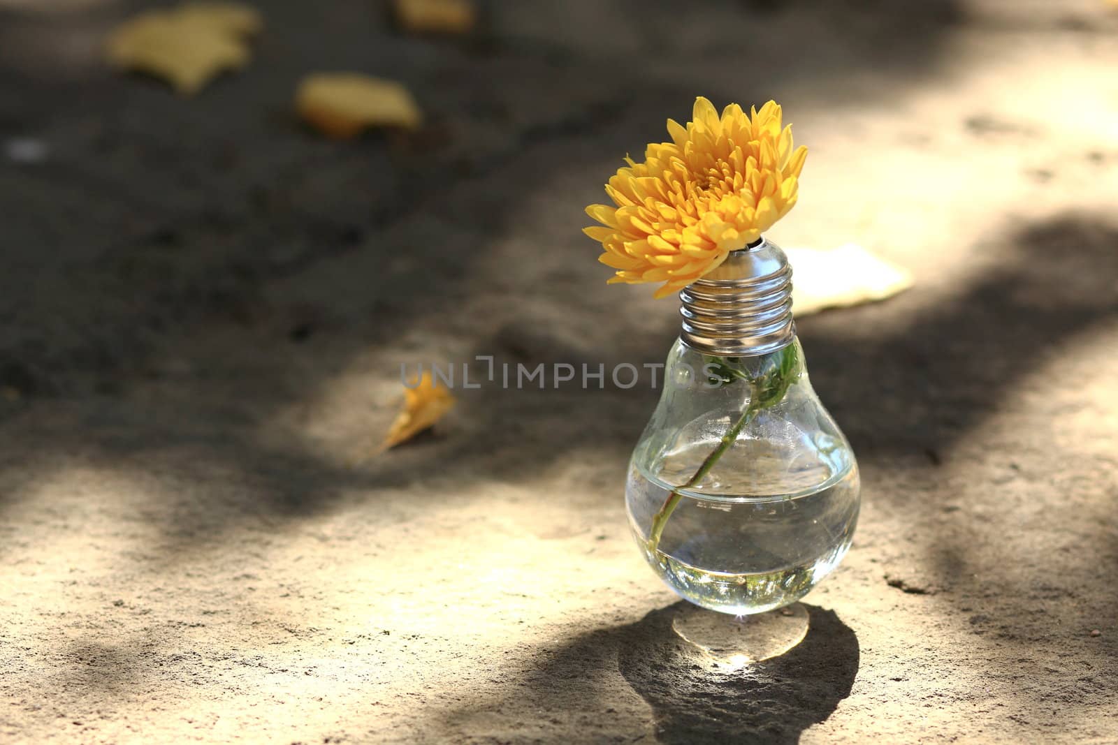 Light bulb with a yellow flower in a ray of sunlight