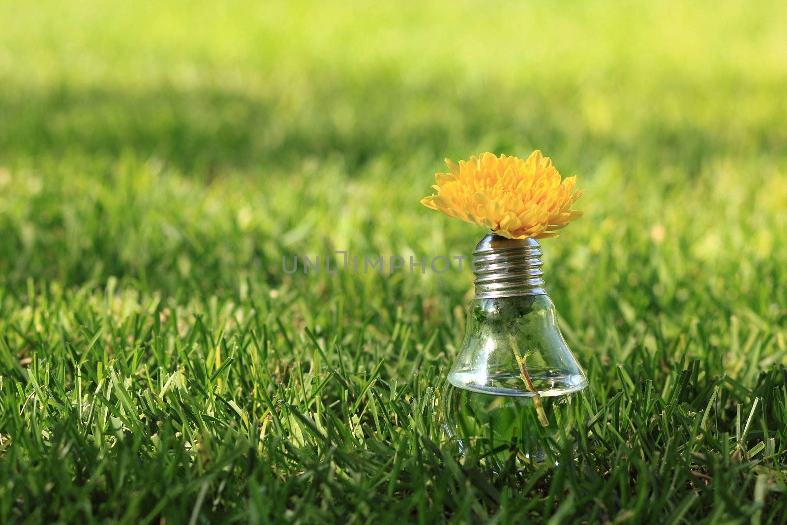 Light bulb with yellow flower on the green grass