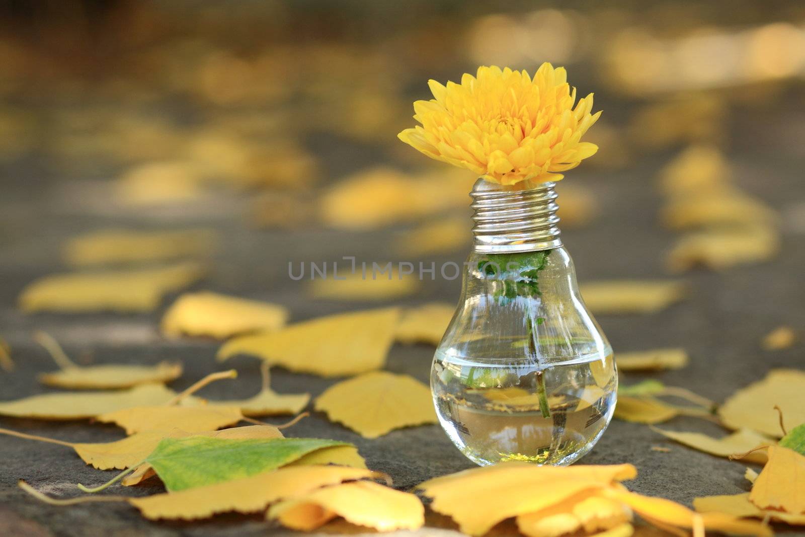 light bulb with yellow flower next to autumn yellow leaves