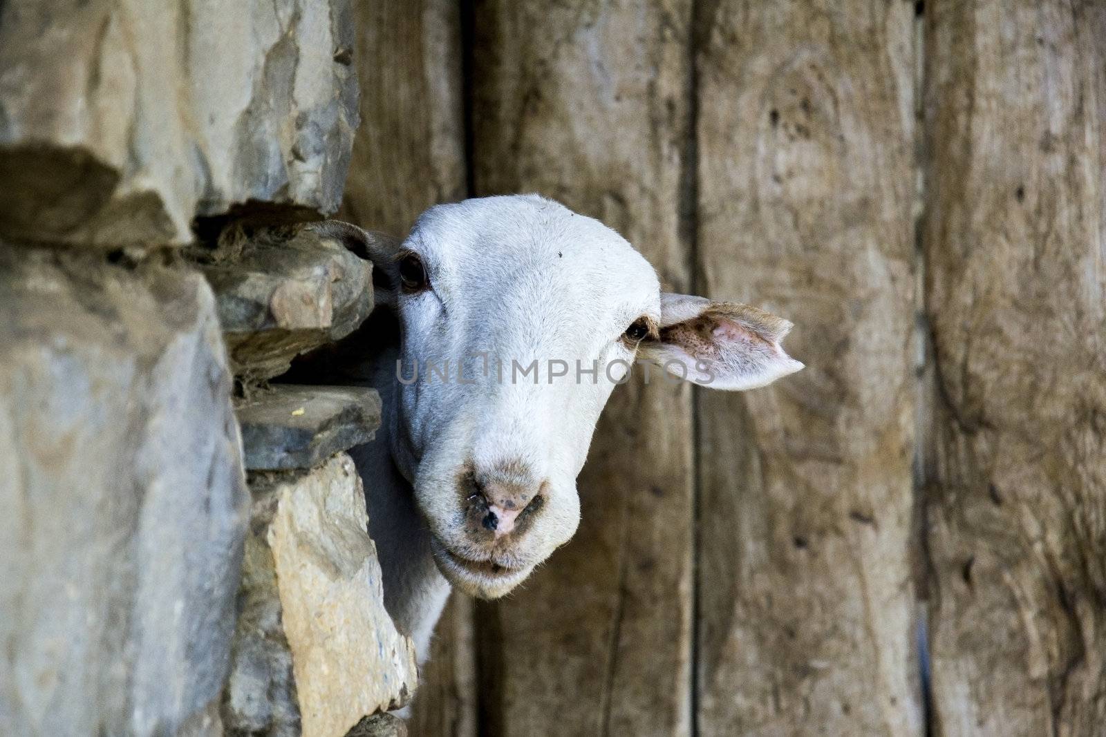Goat iin ainsa, spanish village.