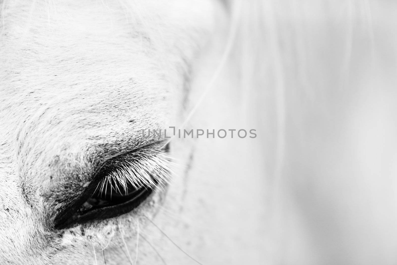 Macro detail of a white horse' eye.