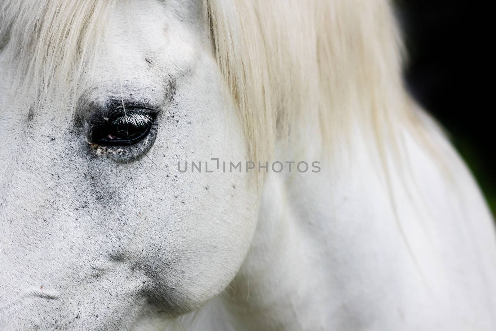 Macro detail of a white horse' eye.