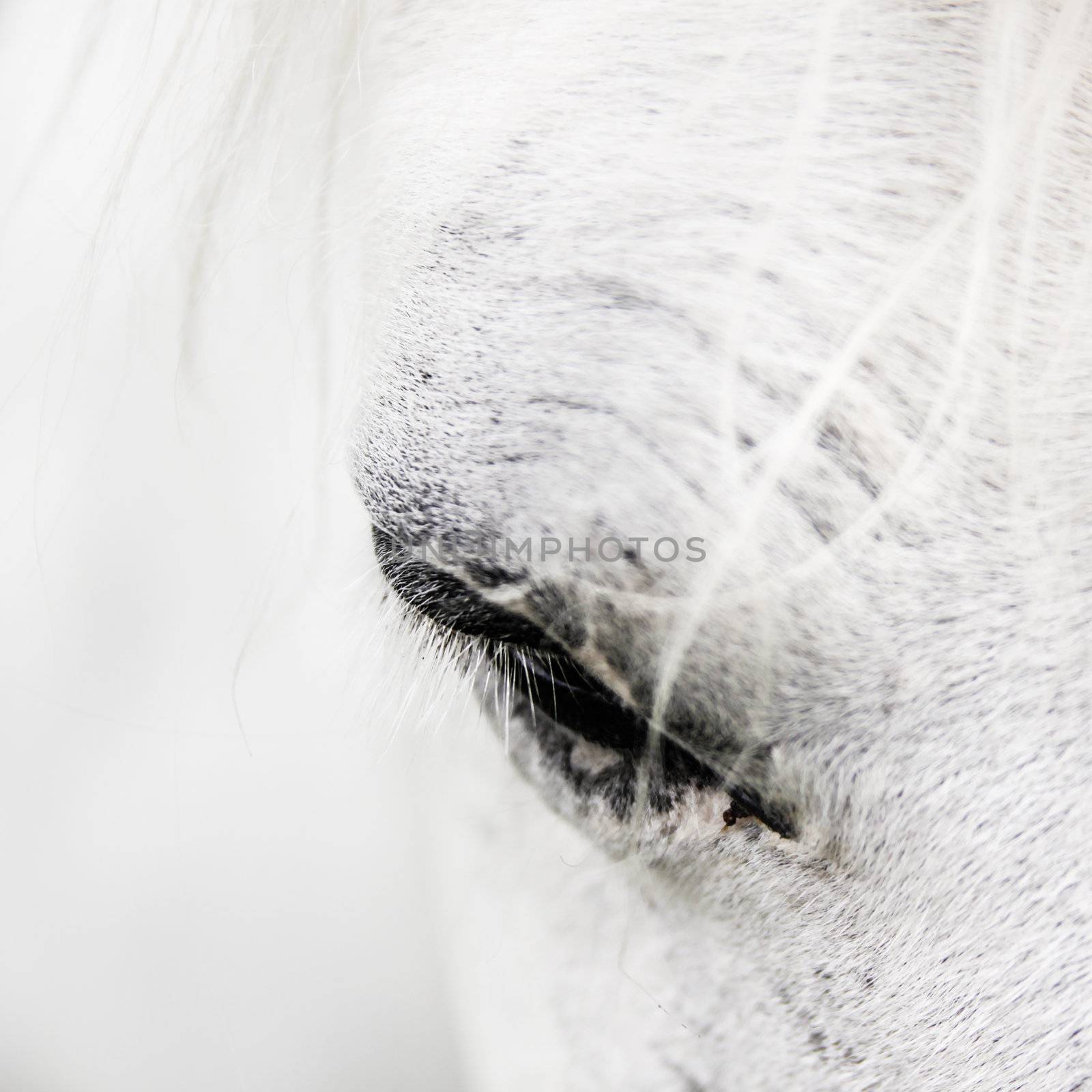 Detail of a white horse by kasto