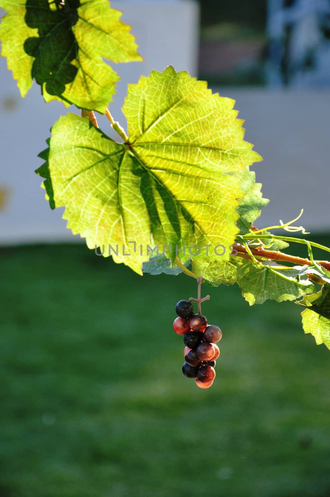 grapes and plants in the vineyard