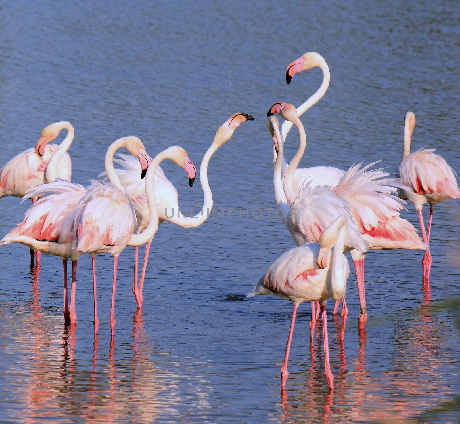 Group of flamingos by Elenaphotos21