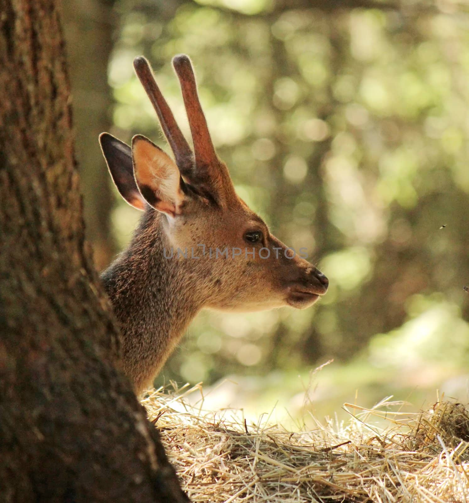 Portrait of a doe lying behind a trunk in the woods