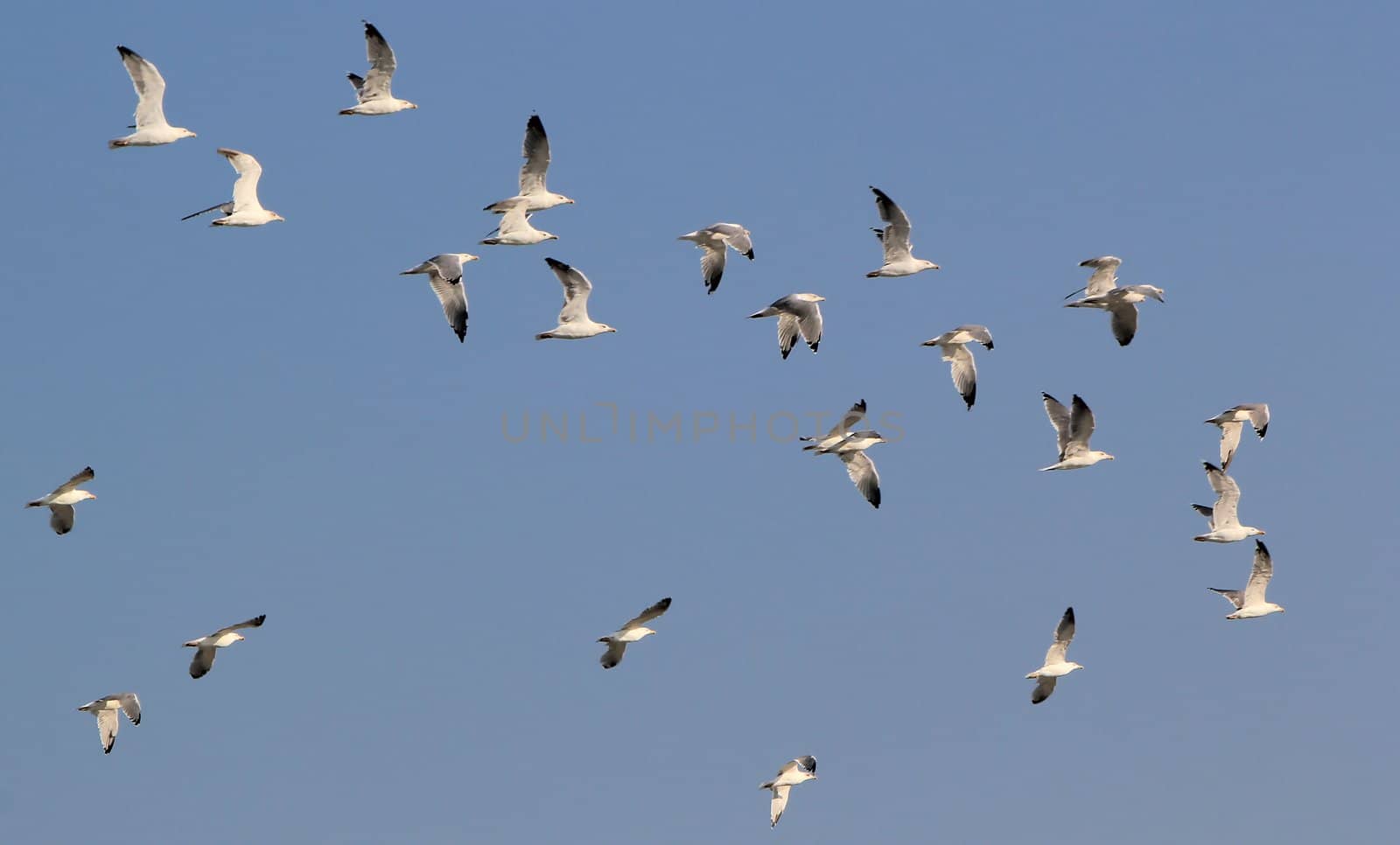 Group of seagulls flying in deep blue sky by beautiful weather