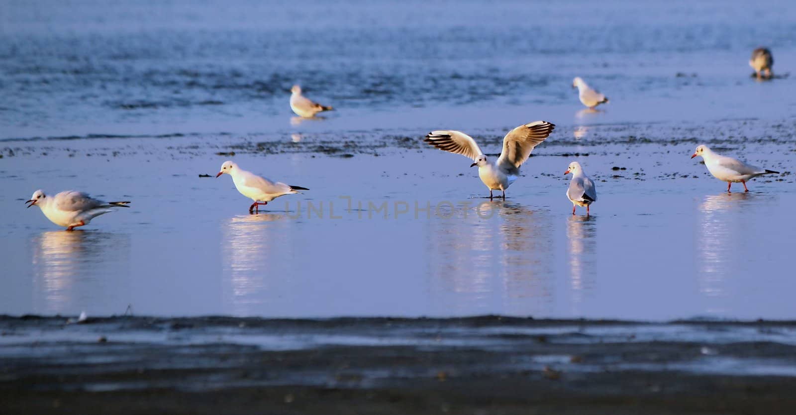 Group of seagulls standing on water, one with wings open, by sunset