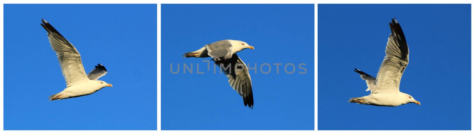 Three images of a seagull with wide opened wings flying into deep blue sky by sunset