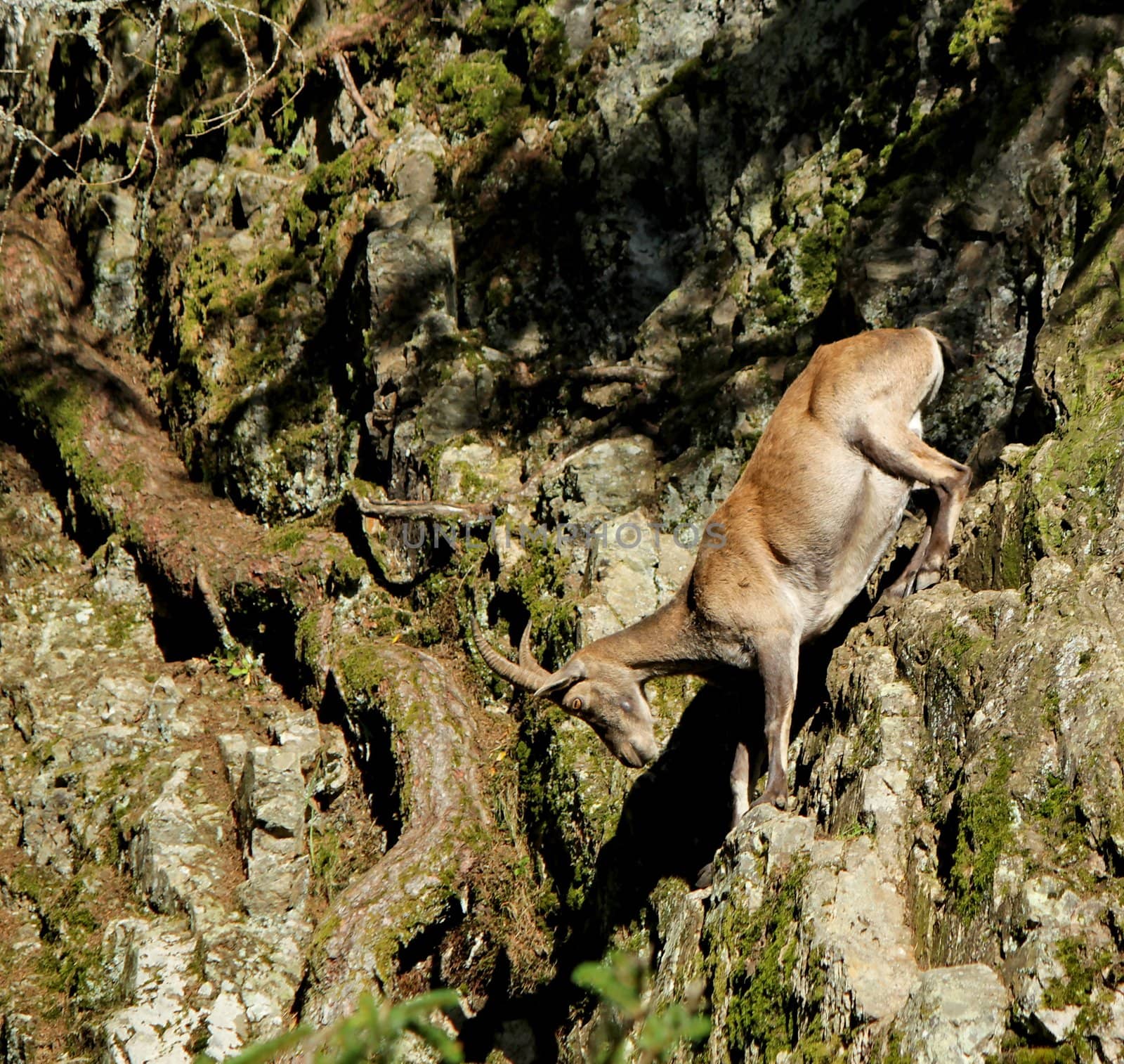 Brown beautiful ibex going down the rocks in the mountain near a trunk