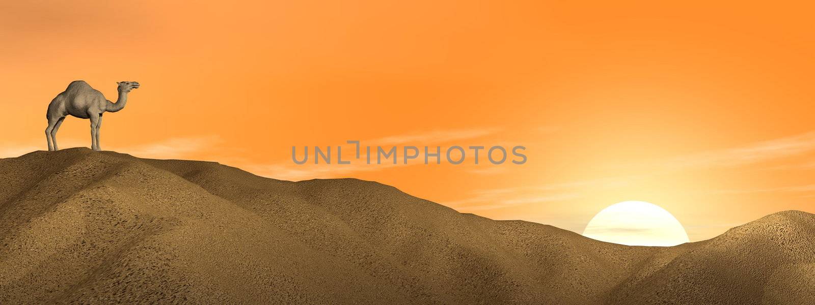 One camel standing on a sand dune in the desert by sunset