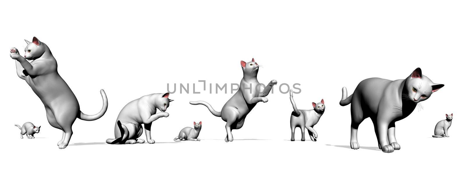 Several poses of a cat in white background