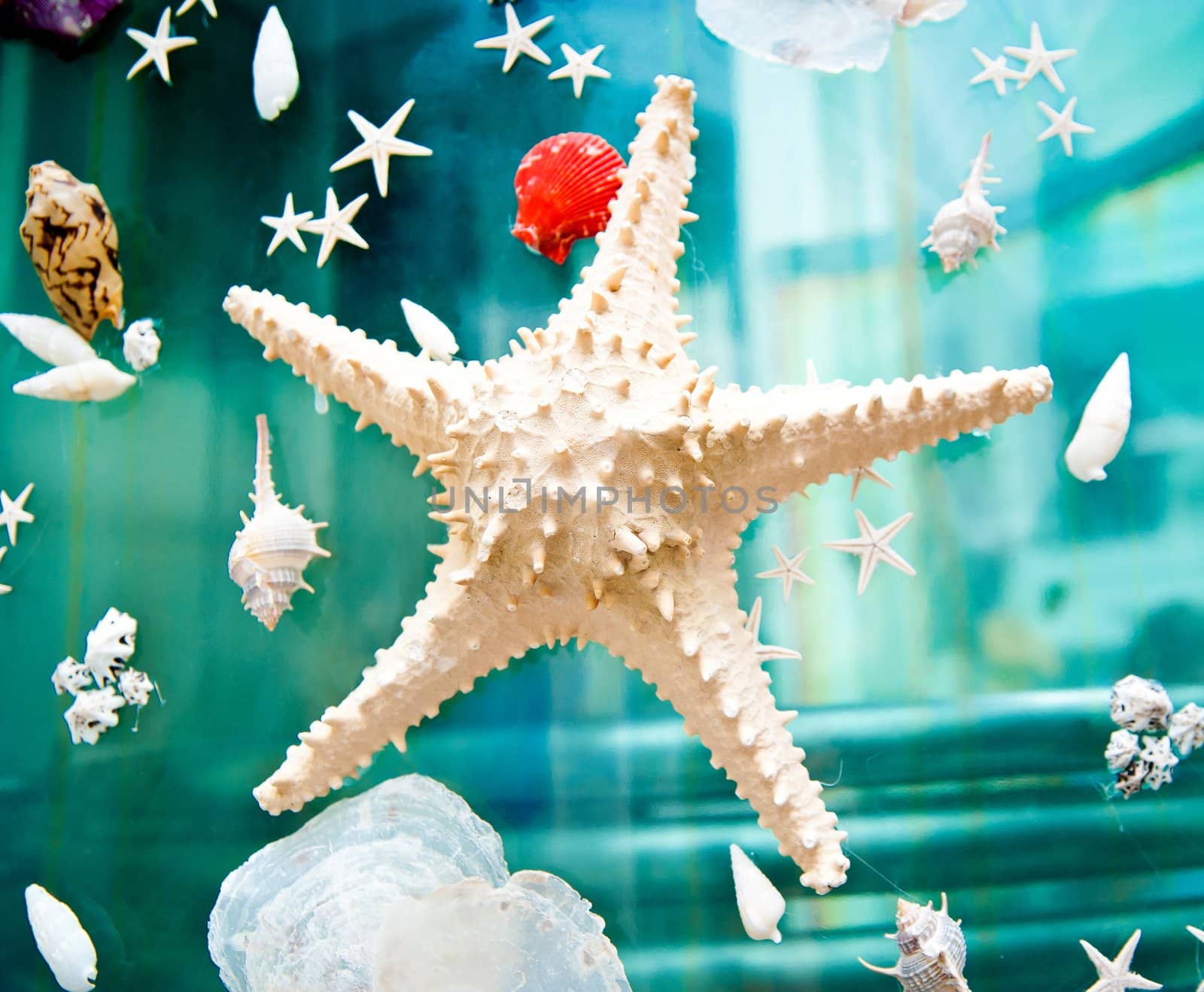 starfish by GekaSkr