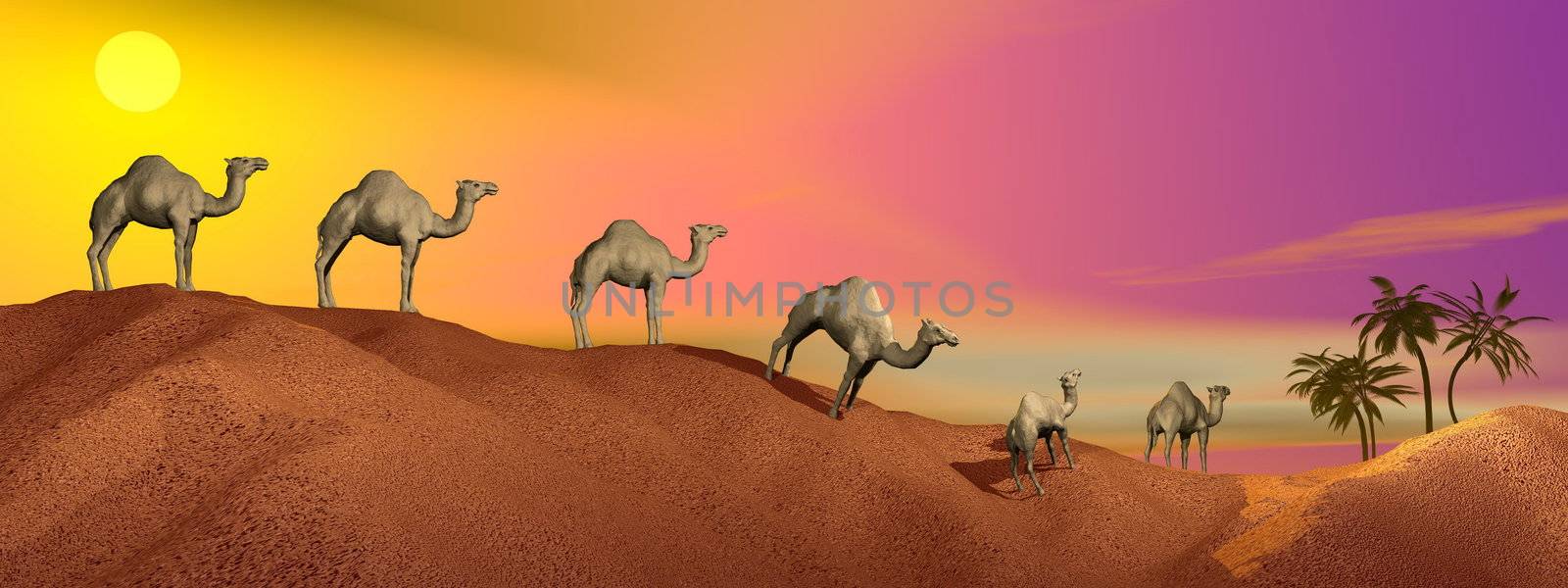 Caravan of camels walking in the desert to an oasis by sunset