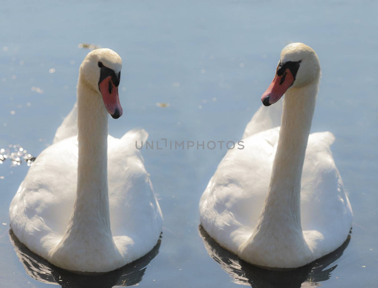 Swans in lake by chuckyq1