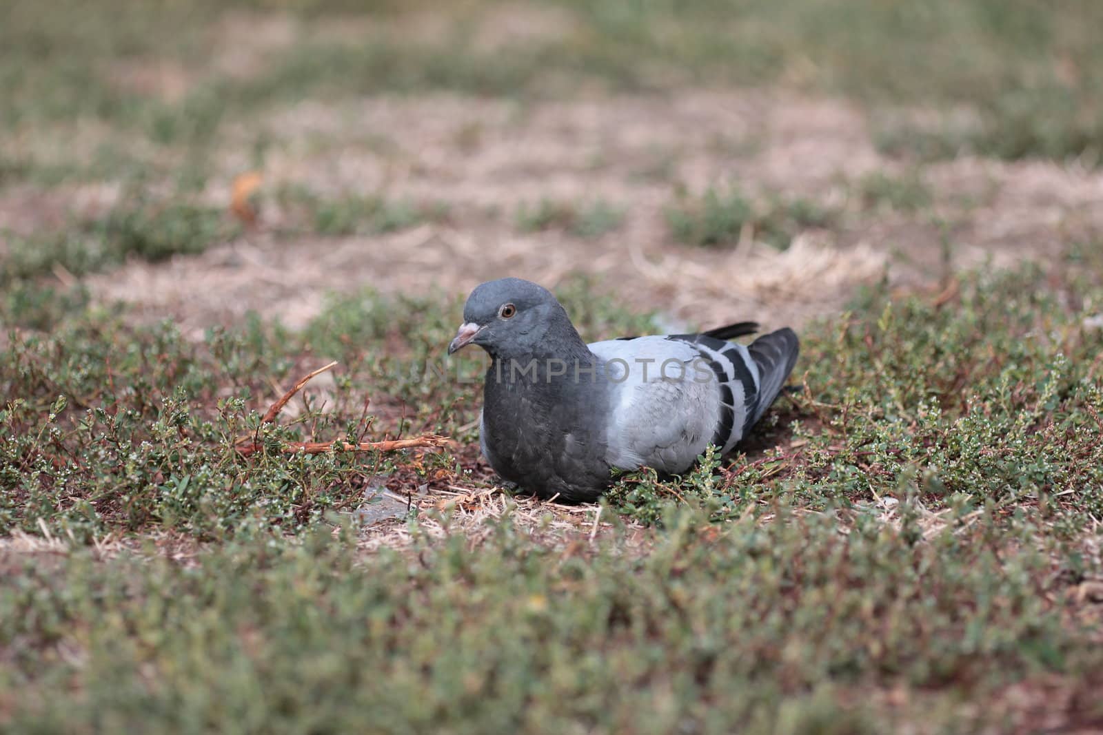 Feral Pigeon in grass out off nature