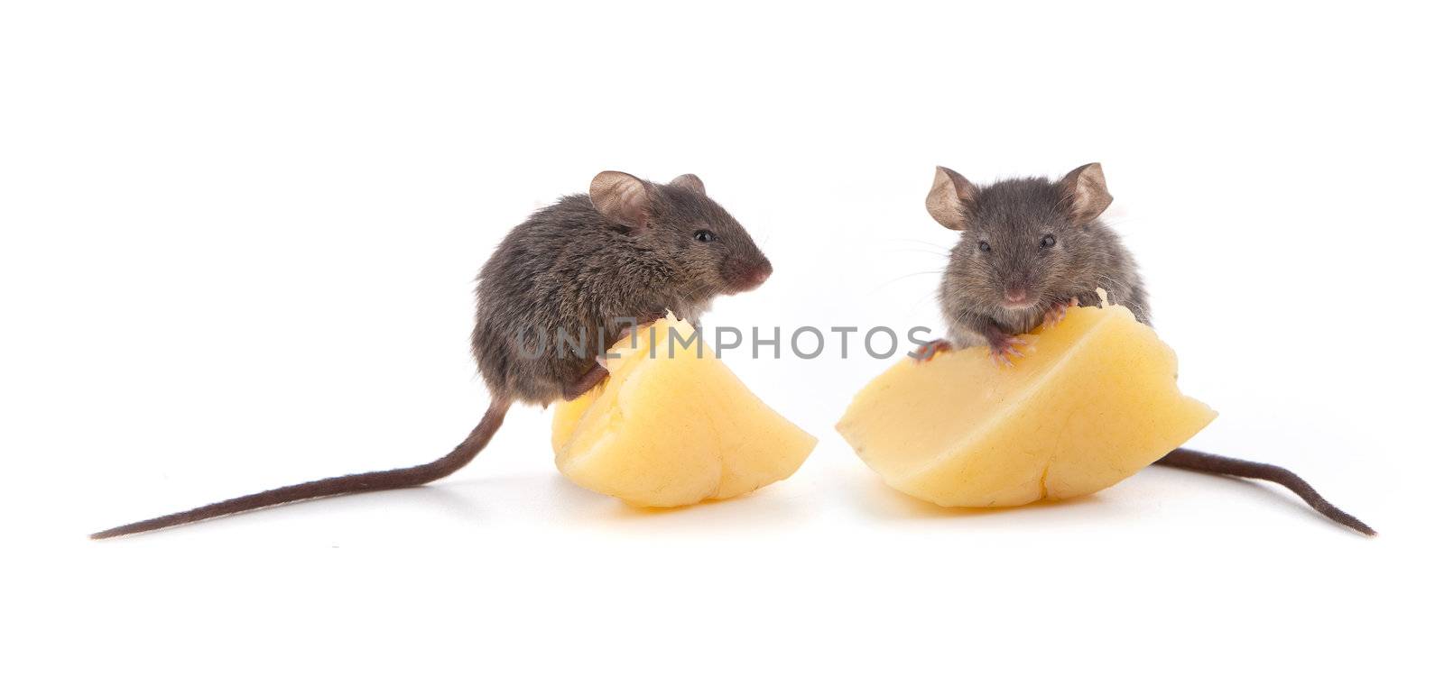 Mouse and cheese isolated on a white background