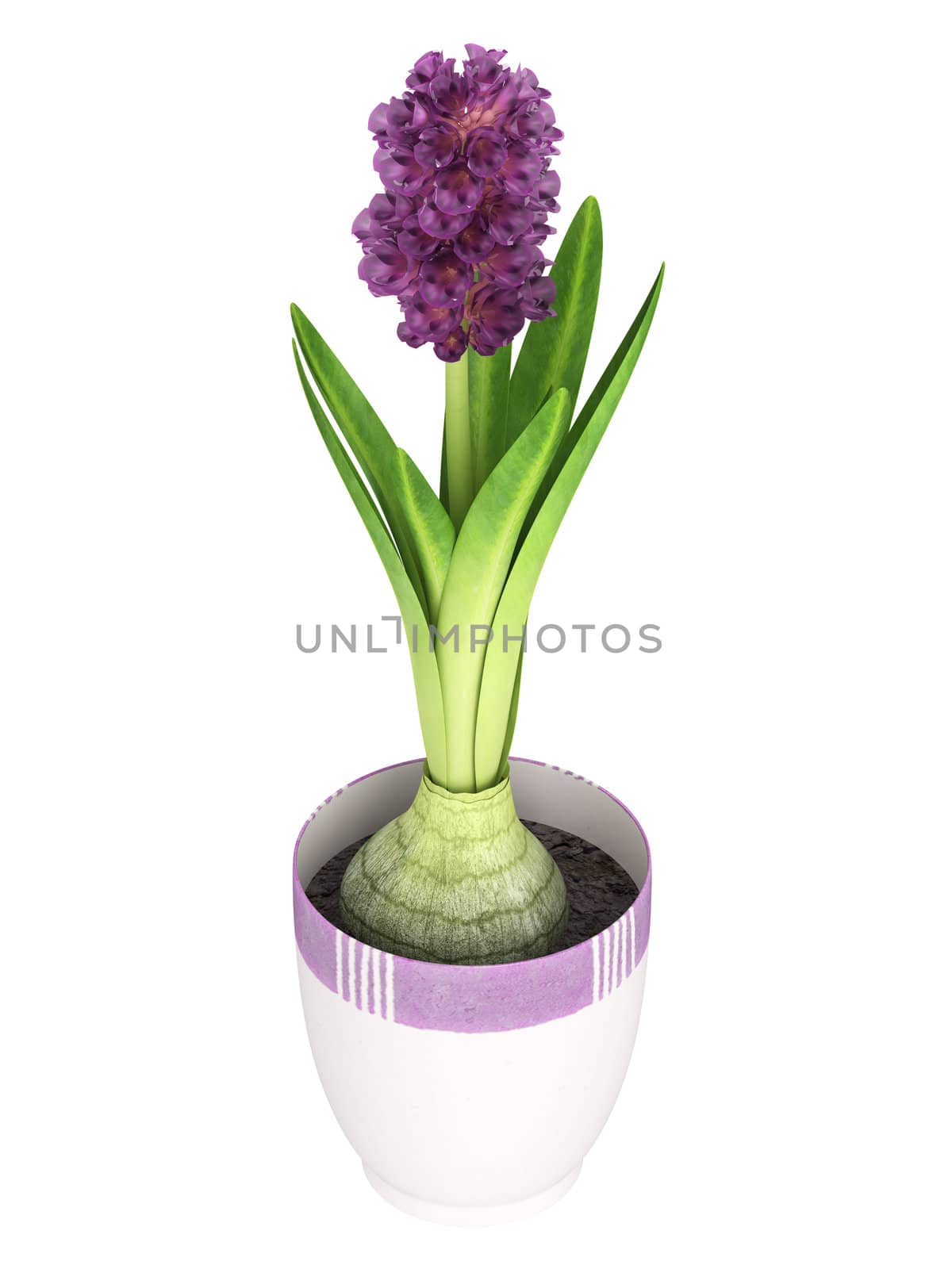 Potted purple hyacinth in a ceramic container with a portion of the bulb visible kept indoors for its strong fragrance and pretty inflorescence isolated on white