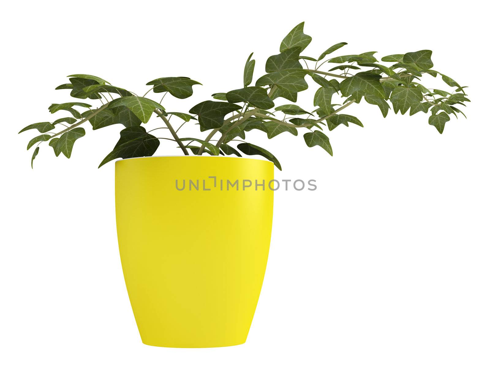 Ivy plant growing in a cheerful yellow pot as a houseplant isolated on white
