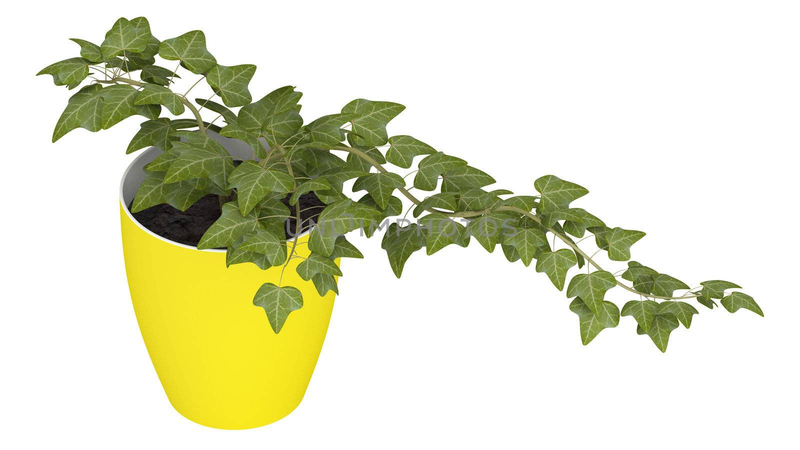 Ivy plant growing in a cheerful yellow pot as a houseplant isolated on white