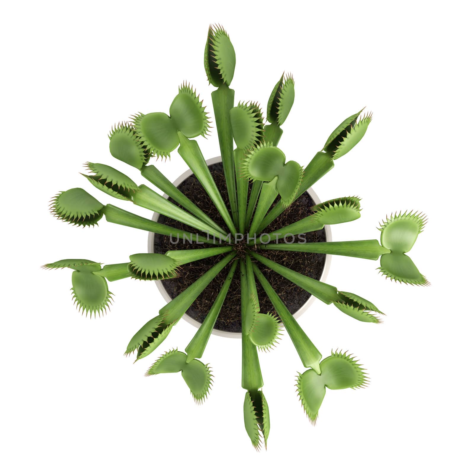 Venus Flytrap, Dionaea muscipula by AlexanderMorozov