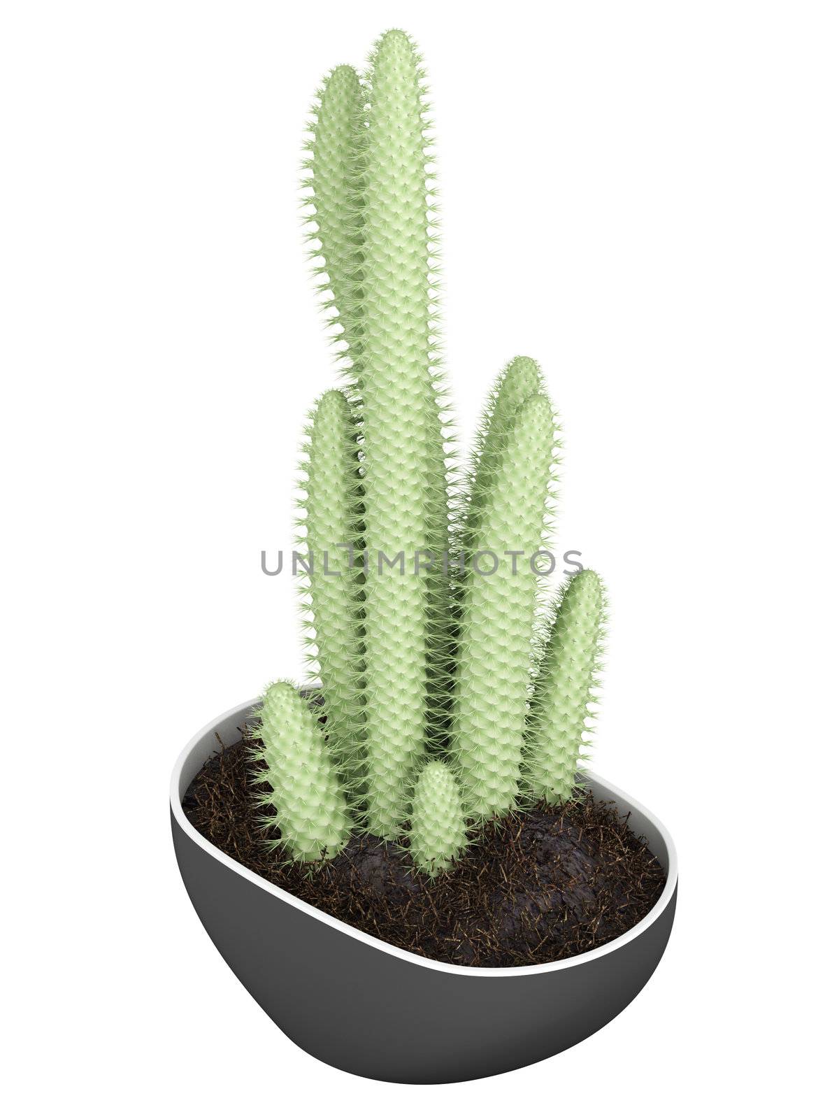 Cactus in a pot by AlexanderMorozov