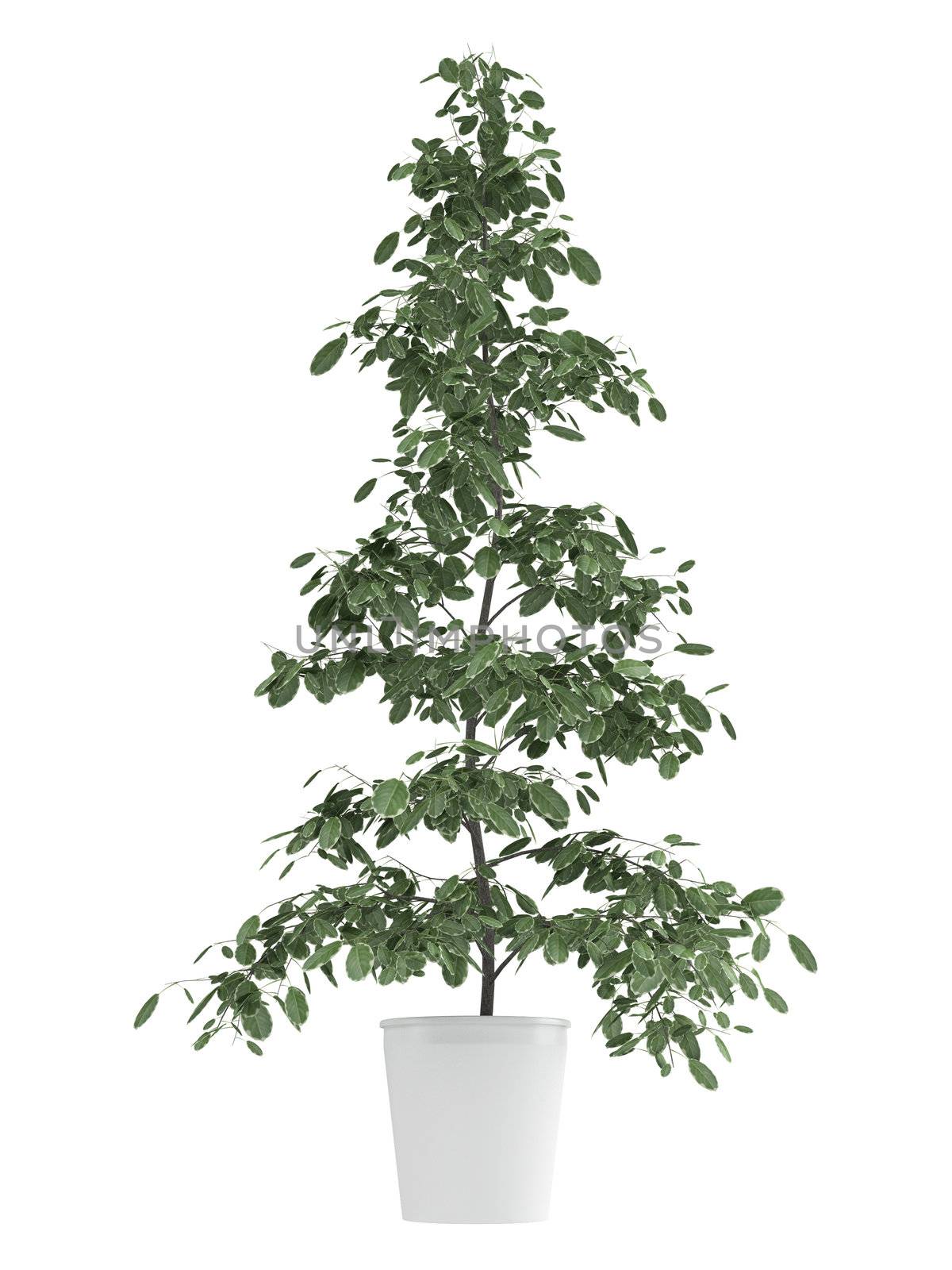 Tall ficus, or fig, growing in a white container as an ornamental houseplant isolated on white