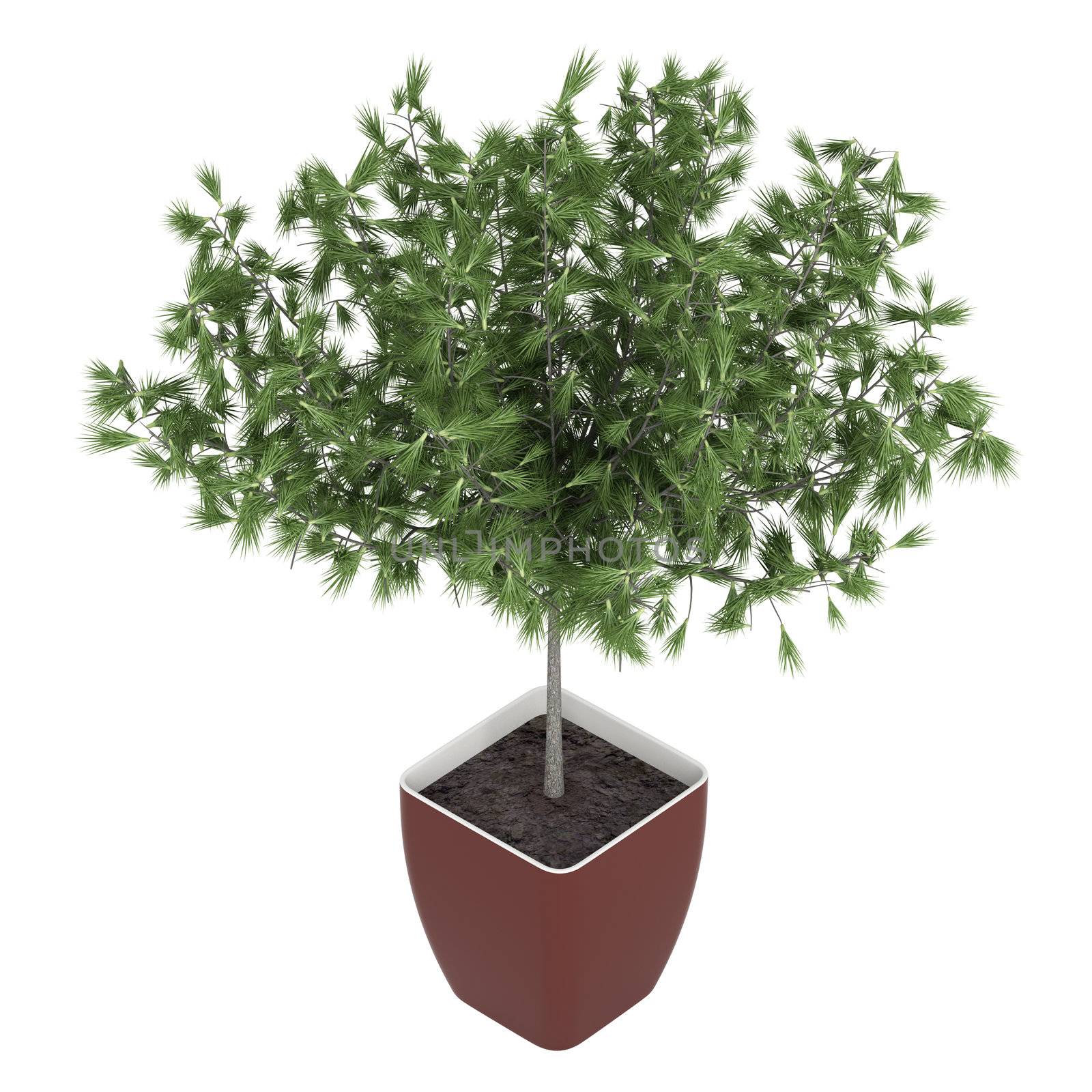 Potted manicured cypress with a trimmed stem and leafy crown growing in a rectangular ceramic container isolated on white