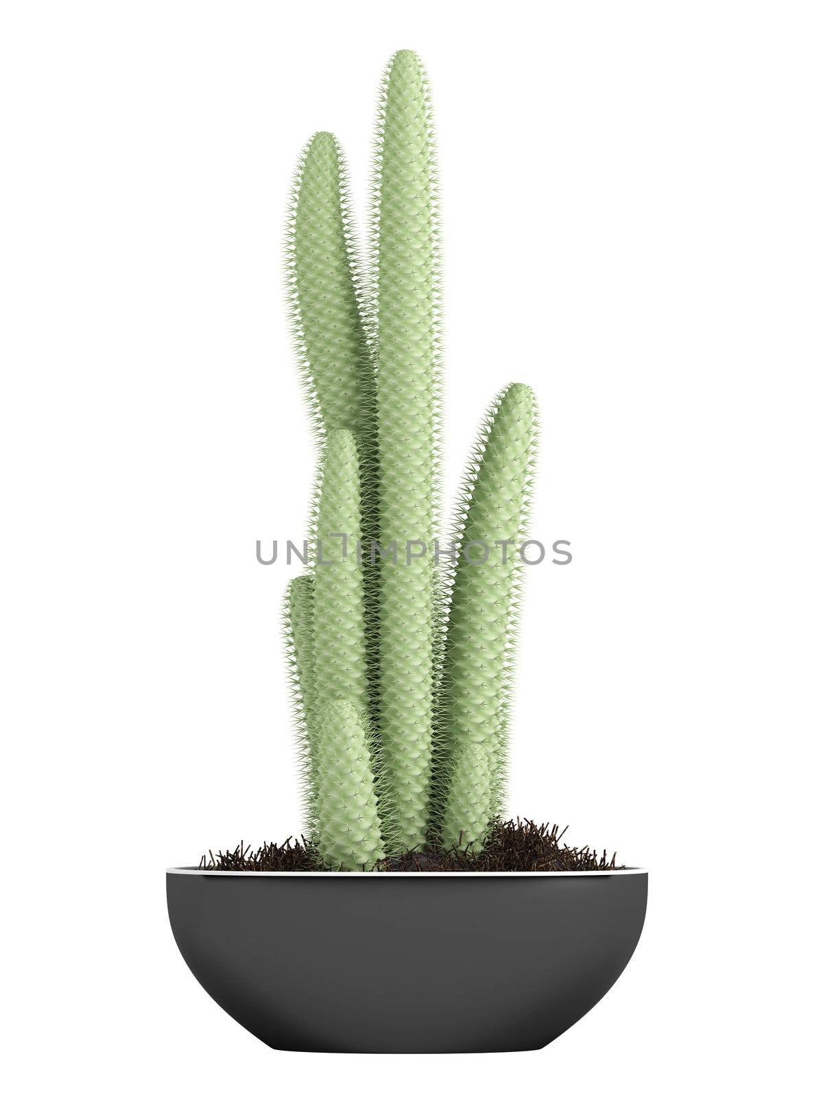 Cactus in a pot by AlexanderMorozov