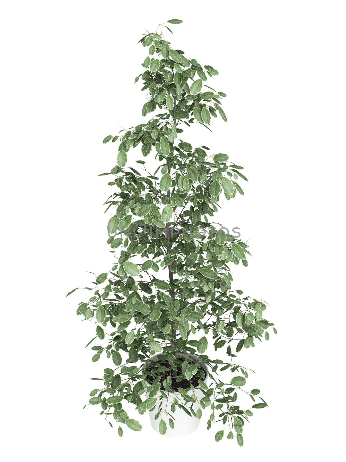 Tall ficus, or fig, growing in a white container as an ornamental houseplant isolated on white