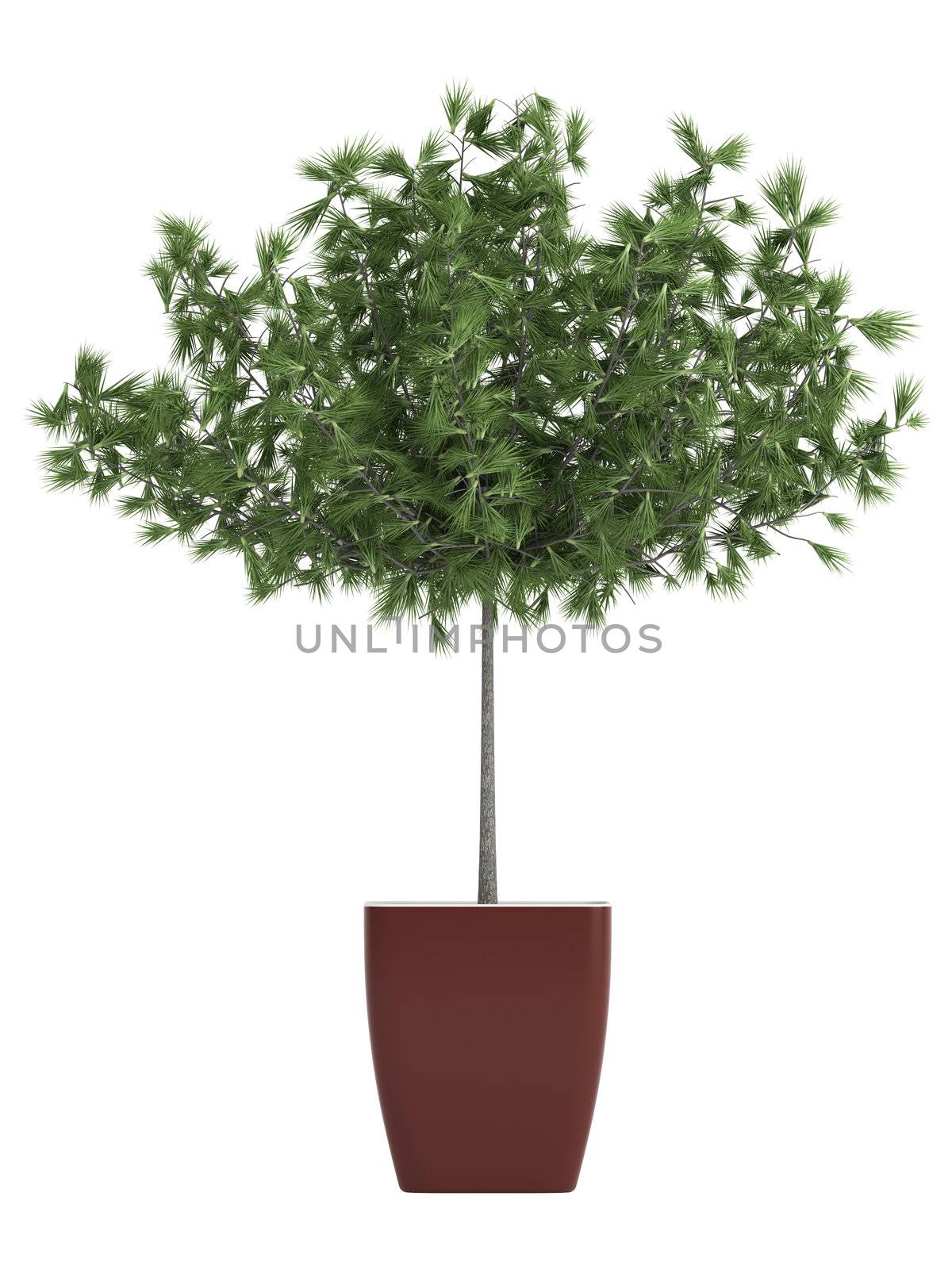 Potted manicured cypress with a trimmed stem and leafy crown growing in a rectangular ceramic container isolated on white