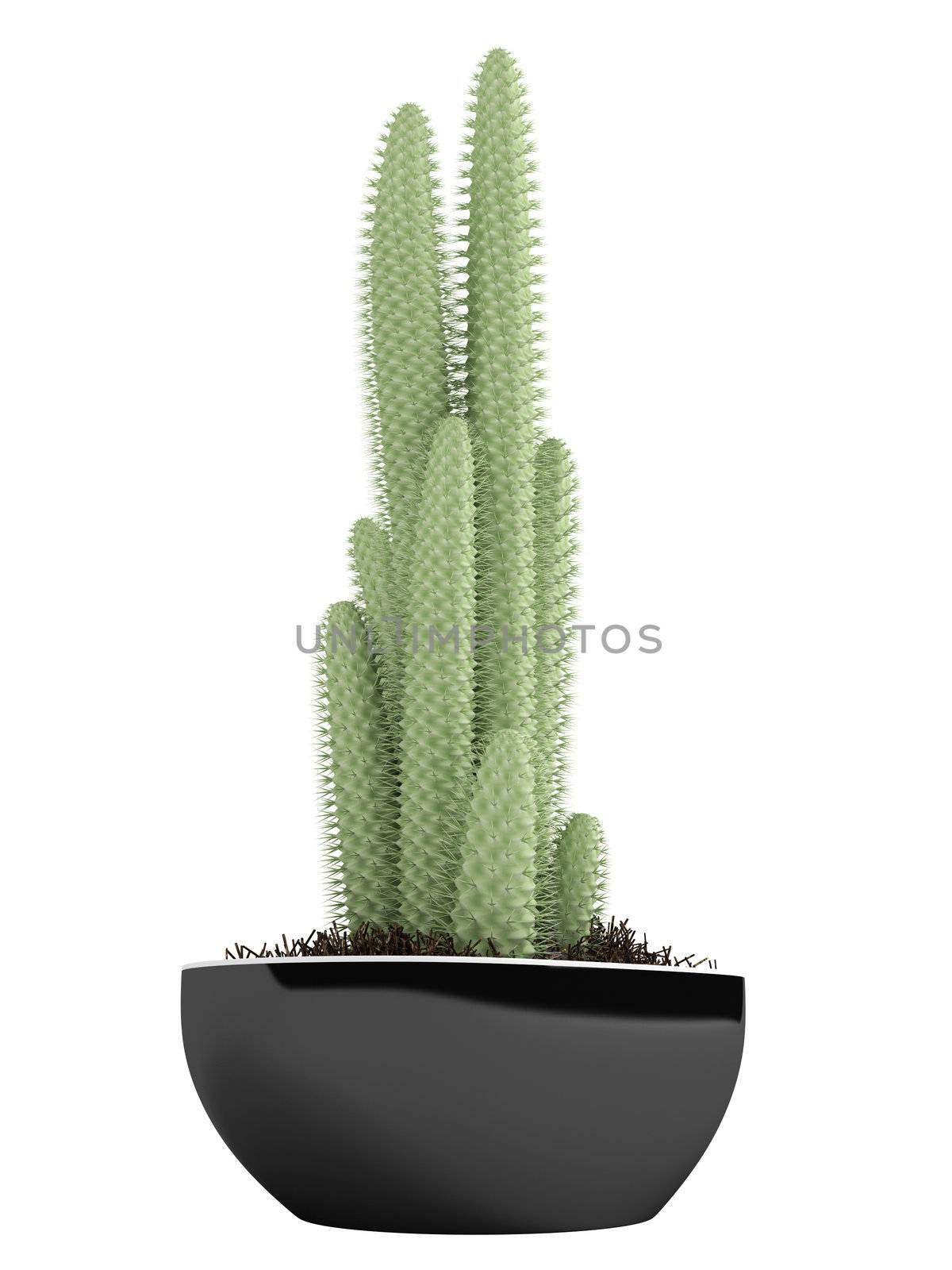Cactus in a pot isolated on white background