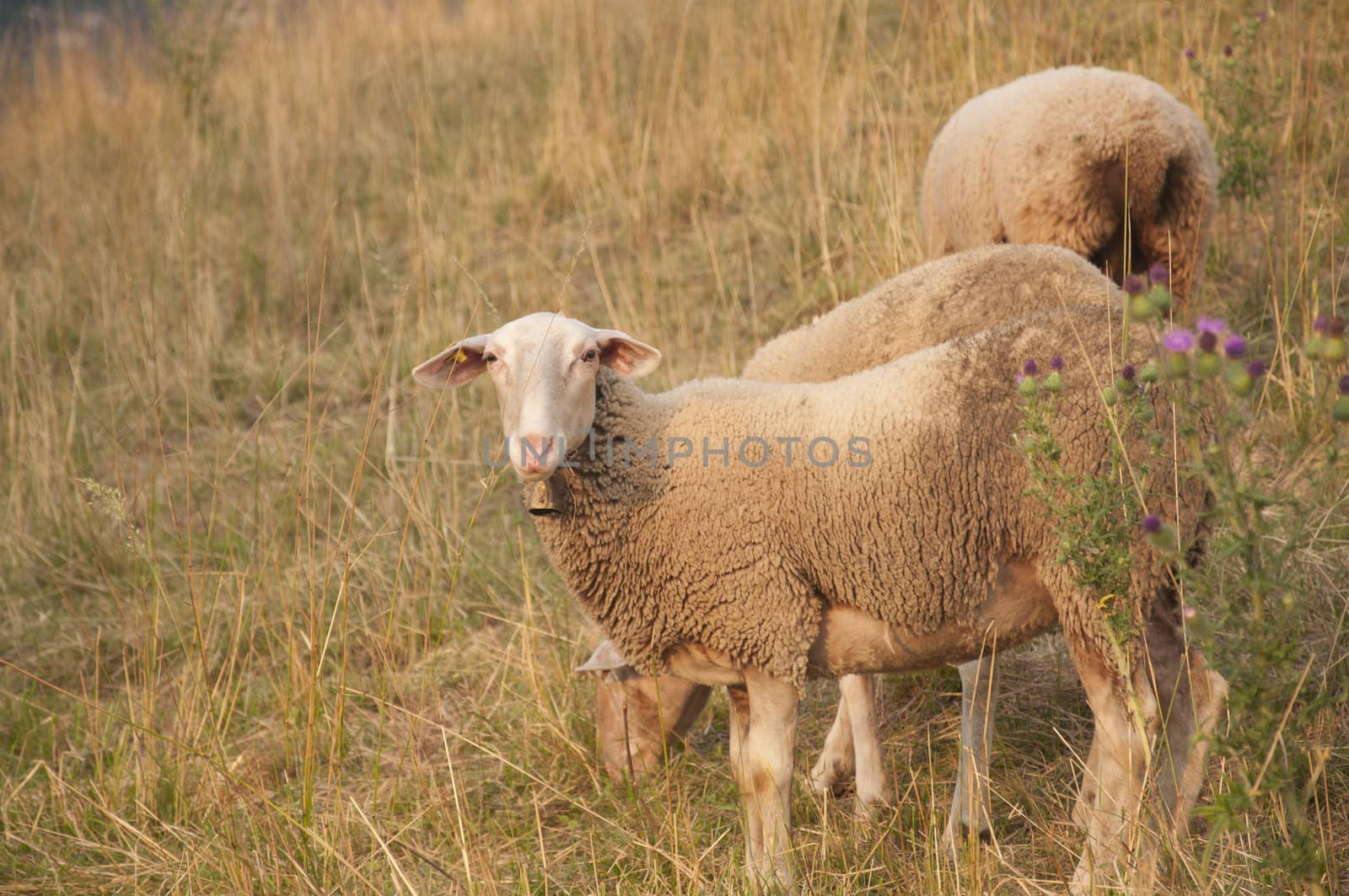 Beautiful White Sheep with Ear Chip in Switzerland at Sunset by kdreams02